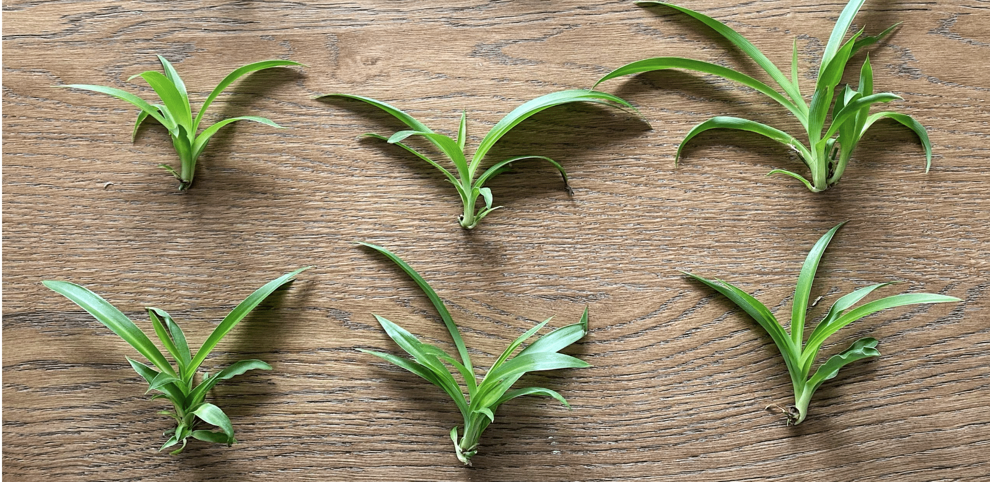 spider plant nodes to propagate laid out on wooden board